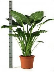 komnatnie_i_ofisnie_rastenija_3210009