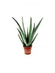 komnatnie_i_ofisnie_rastenija_3210014